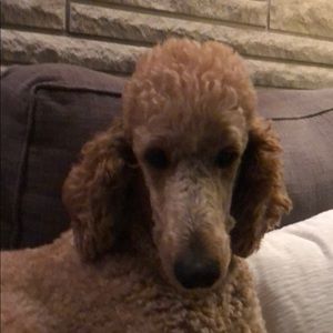 Meet your Posher, Natalie